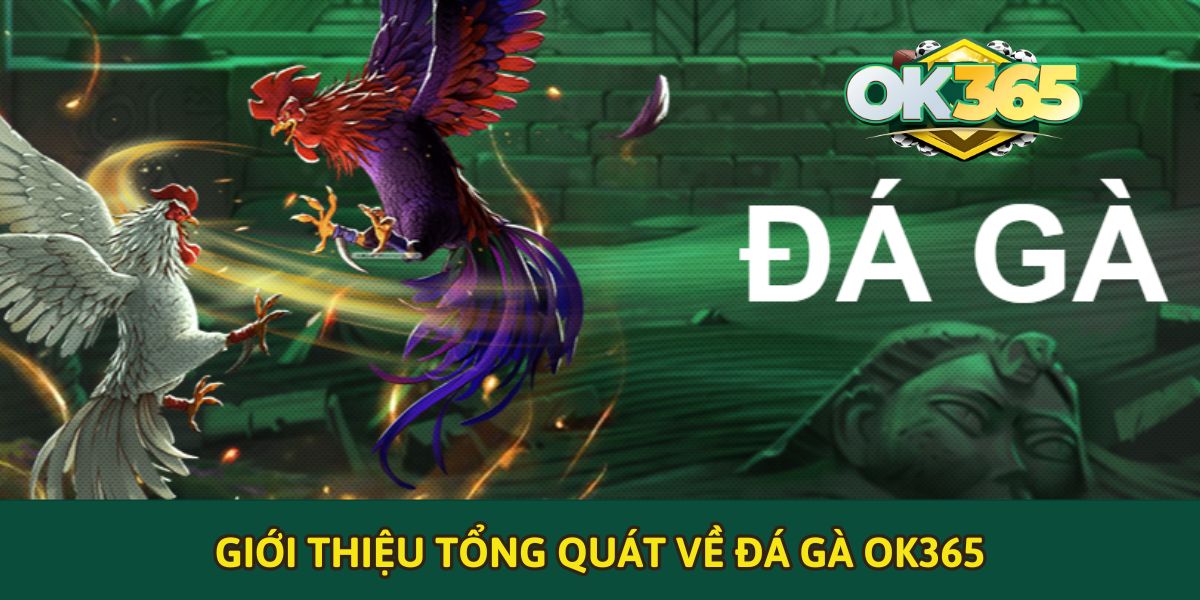 Giới thiệu tổng quát về đá gà OK365